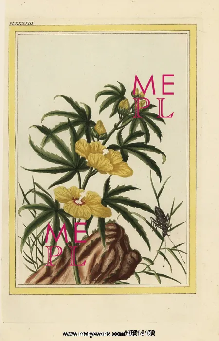 : Hibiscus manihot, Abelmoschus manihot : Hibiscus manihot, Abelmoschus manihot
