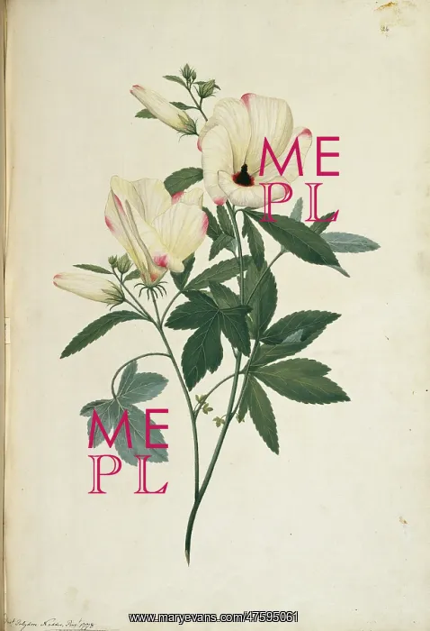 : Hibiscus meraukensis : Hibiscus meraukensis