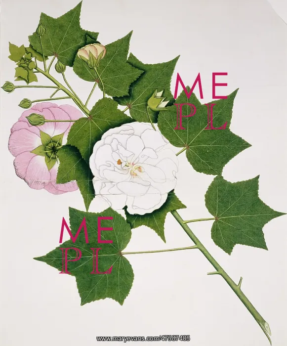 : Hibiscus mutabilis, cotton rose : Hibiscus mutabilis, cotton rose