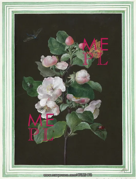 : Hibiscus mutabilis, Cotton rose : Hibiscus mutabilis, Cotton rose