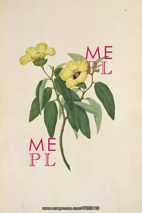 : Hibiscus normanii : Hibiscus normanii