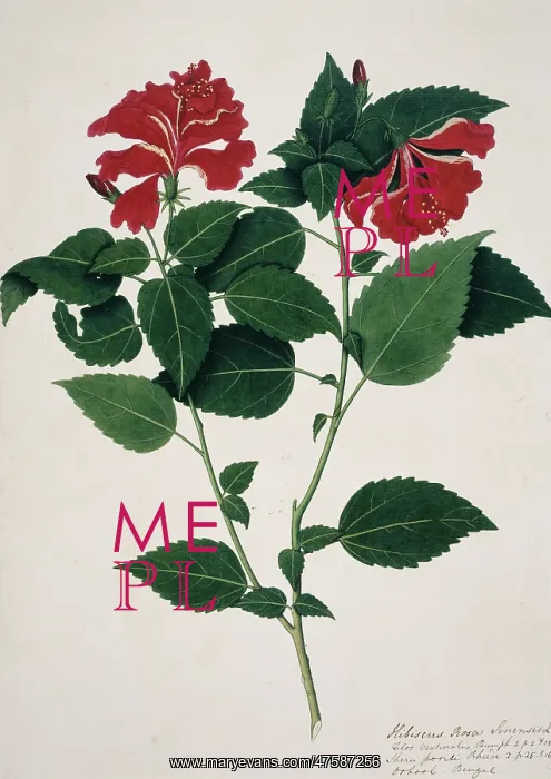: Hibiscus rosa-sinensis, China rose : Hibiscus rosa-sinensis, China rose
