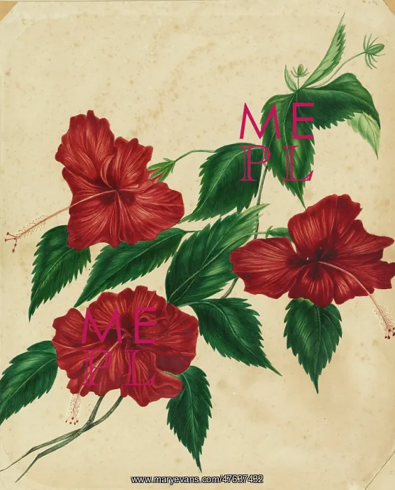 : Hibiscus rosa-sinensis, hibiscus : Hibiscus rosa-sinensis, hibiscus