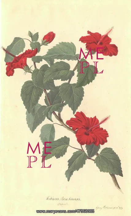 : Hibiscus rosa-sinensis, rose of China : Hibiscus rosa-sinensis, rose of China