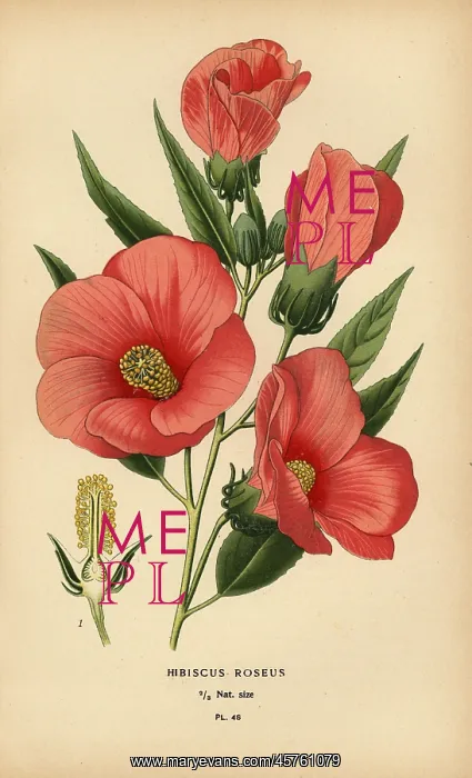 : Hibiscus roseus : Hibiscus roseus