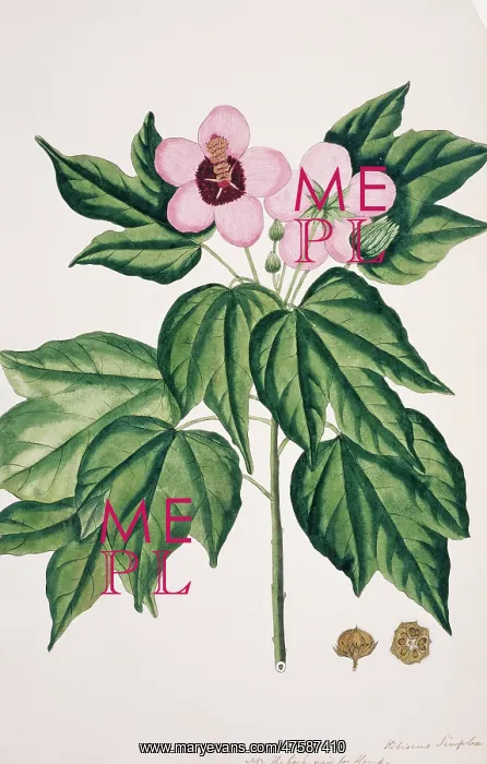 : Hibiscus simplex, Chinese parasol tree : Hibiscus simplex, Chinese parasol tree
