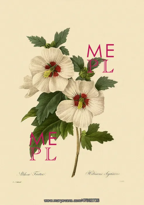 : Hibiscus syriacus : Hibiscus syriacus