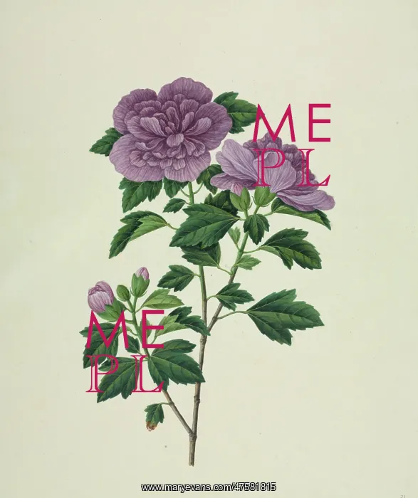 : Hibiscus syriacus, rose of Sharon : Hibiscus syriacus, rose of Sharon