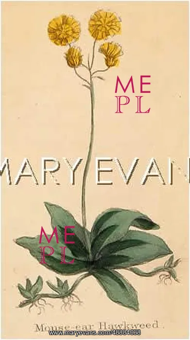  : HIERACIUM PILOSELLA