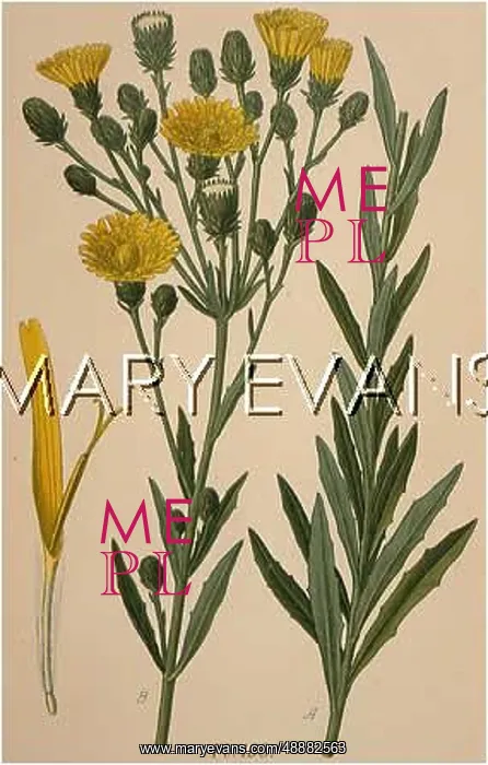  : HIERACIUM UMBELLATUM