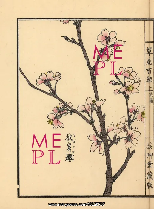: Higan cherry blossom, Prunus pendula : Higan cherry blossom, Prunus pendula