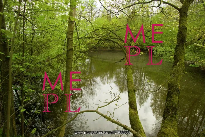 : High Wood - flooded mine crater. Shown on maps as Bois de Foureaux : High Wood - flooded mine crater. Shown on maps as Bois de Foureaux