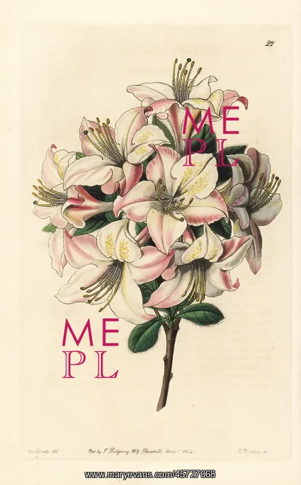 : Highcleve azalea, Azalea altaclerensis : Highcleve azalea, Azalea altaclerensis