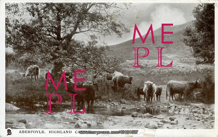 : Highland Cattle, Aberfoyle, Stirlingshire : Highland Cattle, Aberfoyle, Stirlingshire