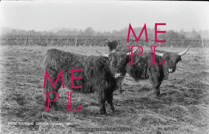 : Highland Cattle in a Field : Highland Cattle in a Field