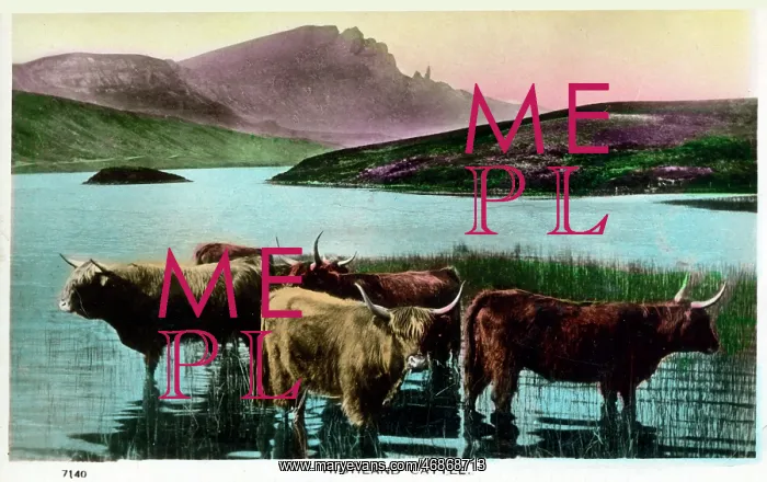  : Highland Cattle, Highlands of Scotland