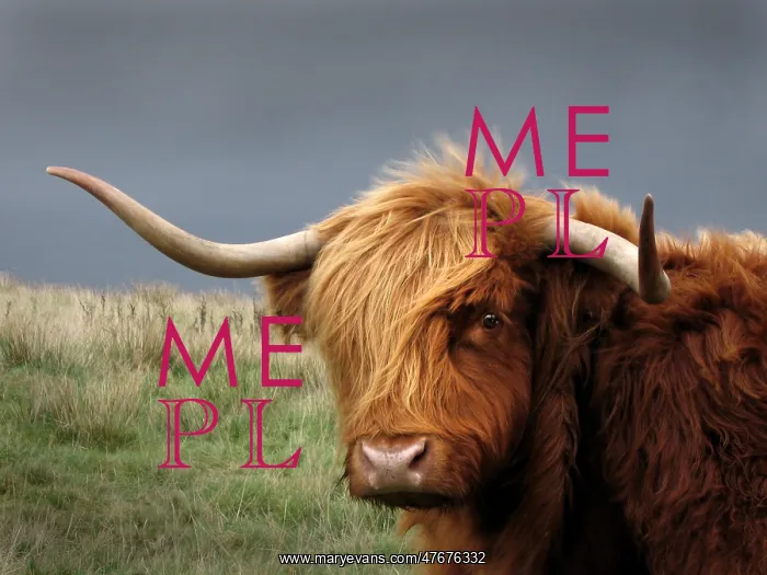 : A Highland cow, Scotland : A Highland cow, Scotland