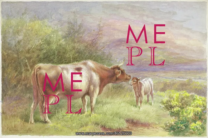  : Highland Cows and Calf