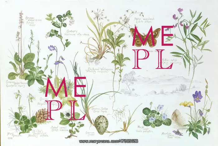 : Highland Plants ' with moth & bird's egg : Highland Plants ' with moth & bird's egg