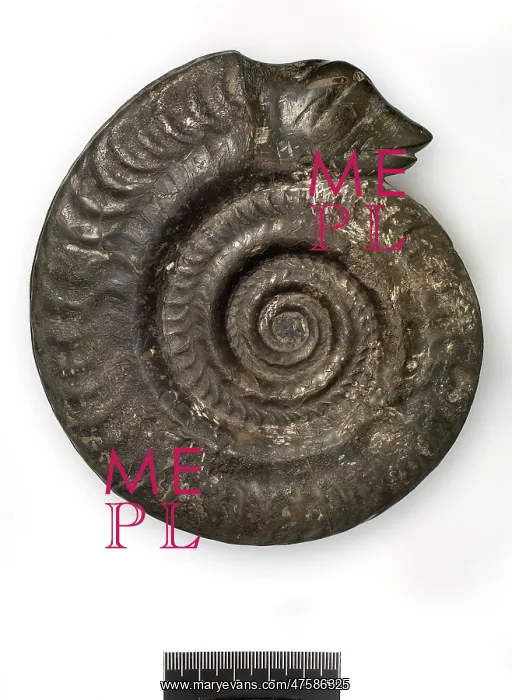 : Hildoceras bifrons, snakestone ammonite : Hildoceras bifrons, snakestone ammonite