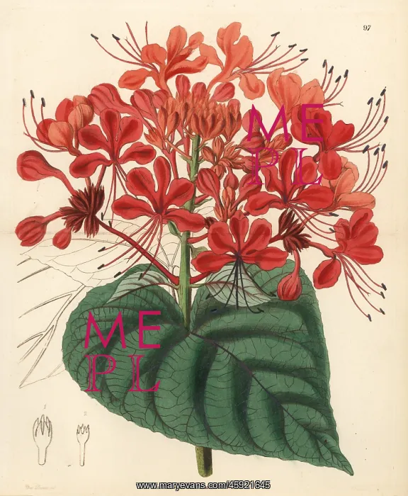 : Hill glory bower, Clerodendrum infortunatum : Hill glory bower, Clerodendrum infortunatum