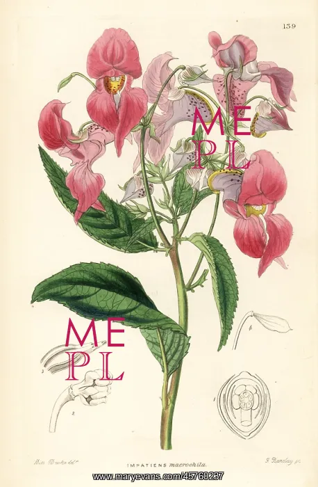 : Himalayan balsam, Impatiens glandulifera : Himalayan balsam, Impatiens glandulifera