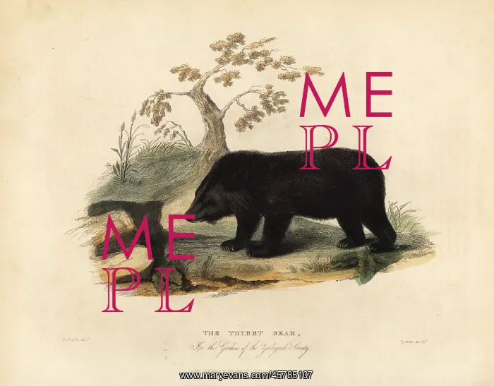 : Himalayan black bear, Ursus thibetanus laniger : Himalayan black bear, Ursus thibetanus laniger