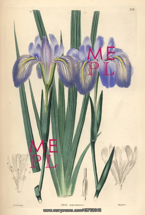 : Himalayan iris, Iris decora : Himalayan iris, Iris decora