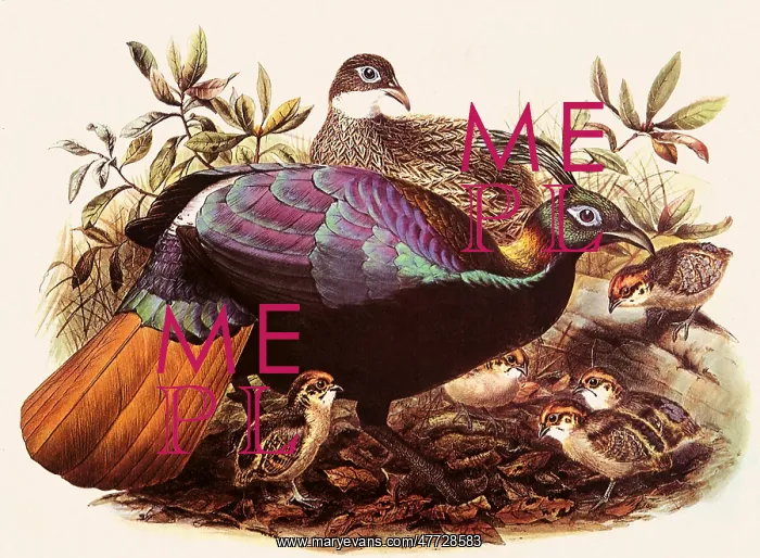  : Himalayan Monal, Lephophorus imperjanus