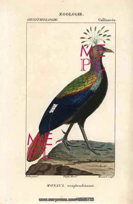 : Himalayan monal, Lophophorus impejanus : Himalayan monal, Lophophorus impejanus