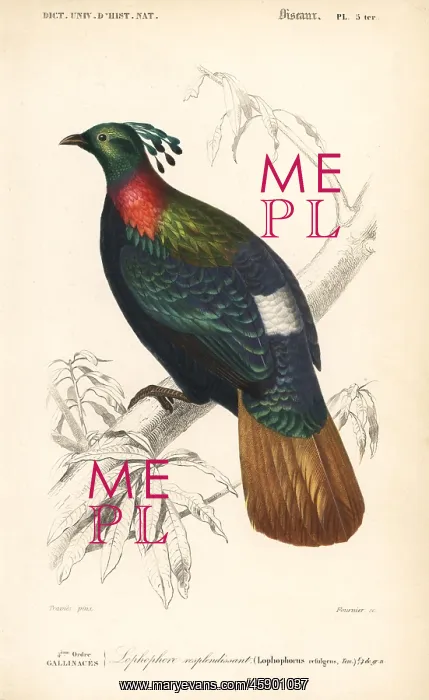 : Himalayan monal, Lophophorus impejanus : Himalayan monal, Lophophorus impejanus