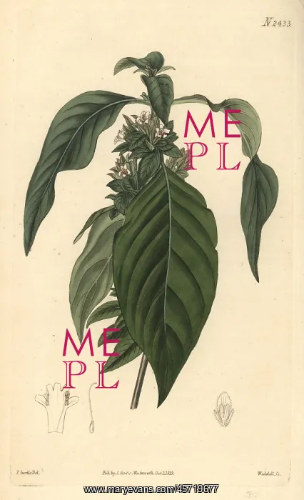  : Himalayan ruellia, Phaulopsis imbricata