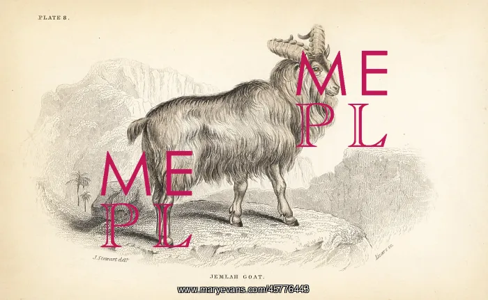 : Himalayan tahr, Hemitragus jemlahicus : Himalayan tahr, Hemitragus jemlahicus