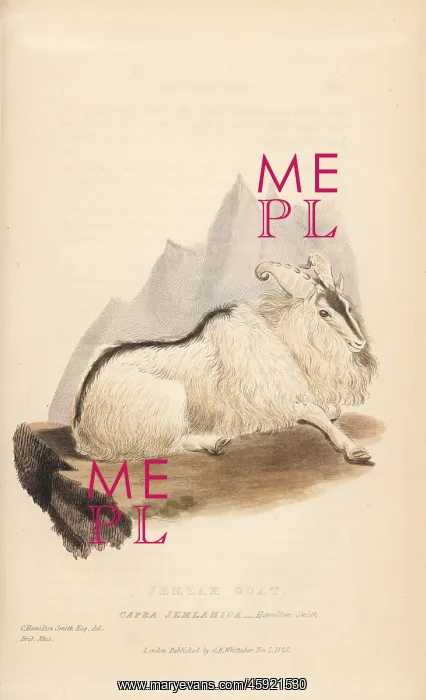 : Himalayan tahr, Hemitragus jemlahicus : Himalayan tahr, Hemitragus jemlahicus