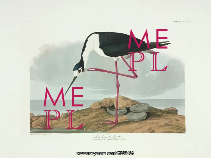 : Himantopus himantopus, black-winged stilt : Himantopus himantopus, black-winged stilt