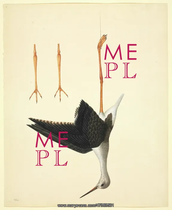 : Himantopus himantopus, black-winged stilt : Himantopus himantopus, black-winged stilt