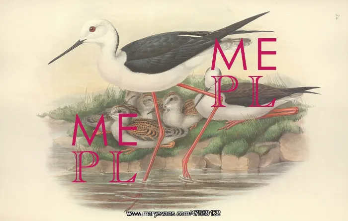 : Himantopus himantopus, black-winged stilt : Himantopus himantopus, black-winged stilt