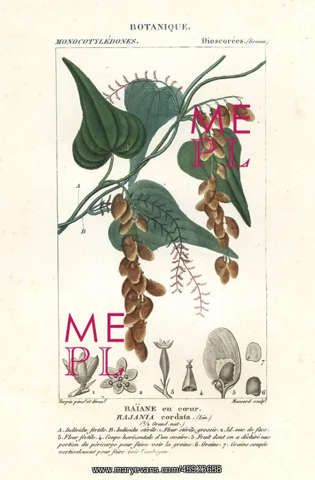 : Himber tree, Rajania cordata : Himber tree, Rajania cordata