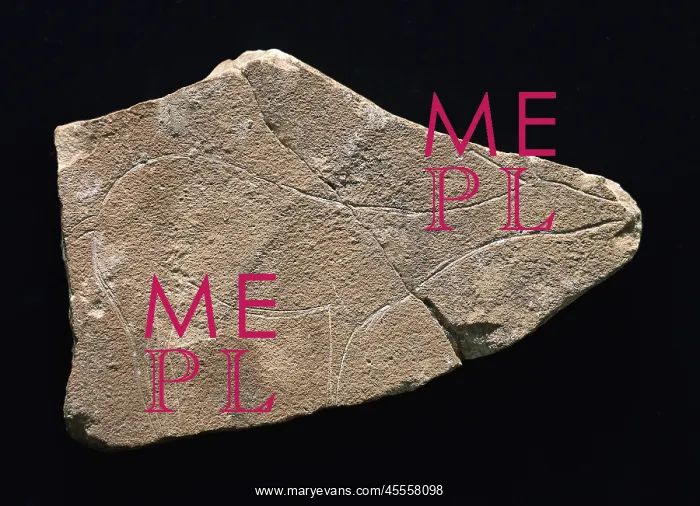 : Hind on limestone. Upper Paleolithic. Solutrean : Hind on limestone. Upper Paleolithic. Solutrean