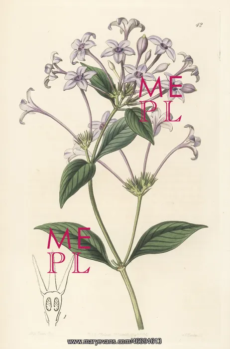: Hindsia longiflora : Hindsia longiflora