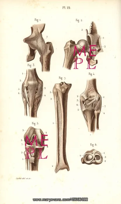 : Hip joint and thigh bones : Hip joint and thigh bones