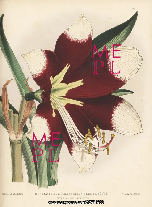 : Hippeastrum (Amaryllis) hendersonii : Hippeastrum (Amaryllis) hendersonii