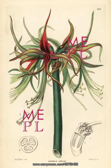 : Hippeastrum cybister : Hippeastrum cybister