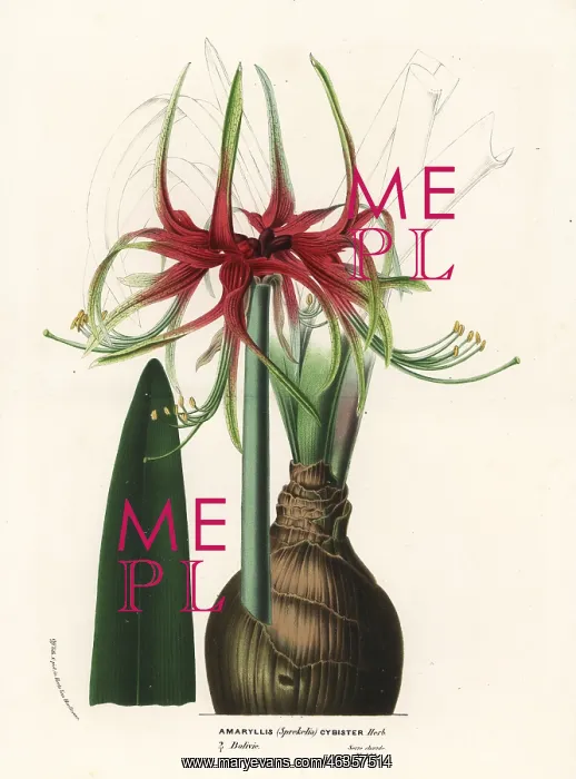 : Hippeastrum cybister : Hippeastrum cybister