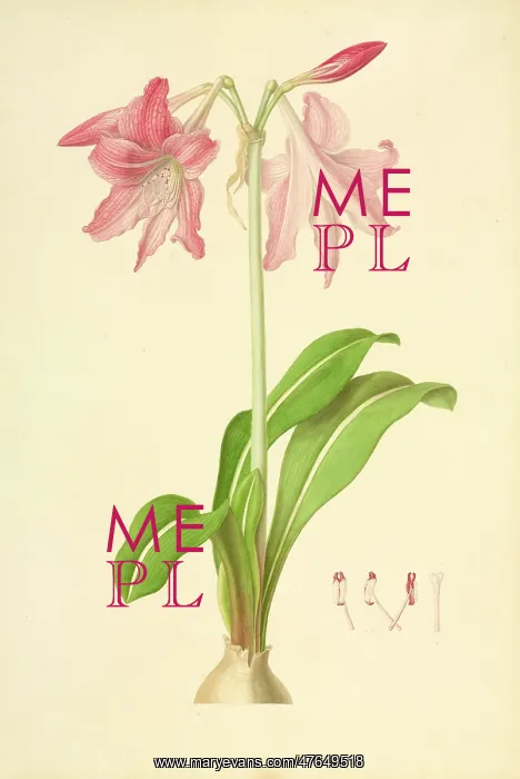 : Hippeastrum, Dutch amaryllis : Hippeastrum, Dutch amaryllis