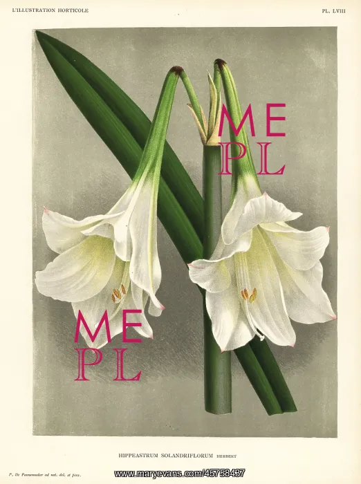 : Hippeastrum elegans : Hippeastrum elegans