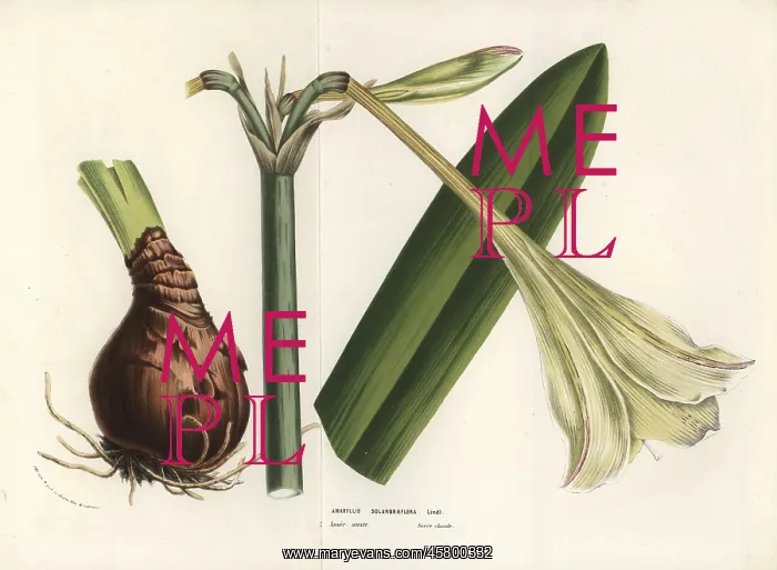: Hippeastrum elegans : Hippeastrum elegans