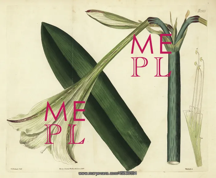 : Hippeastrum elegans : Hippeastrum elegans