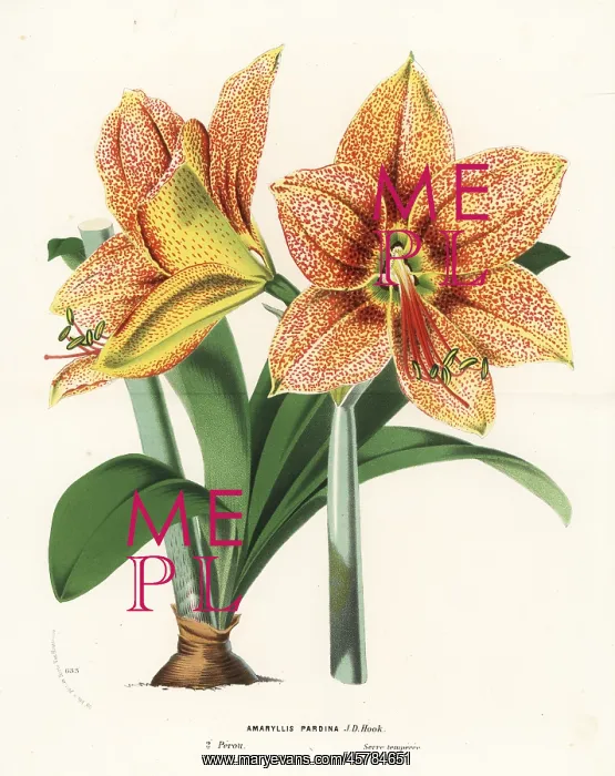 : Hippeastrum pardinum : Hippeastrum pardinum