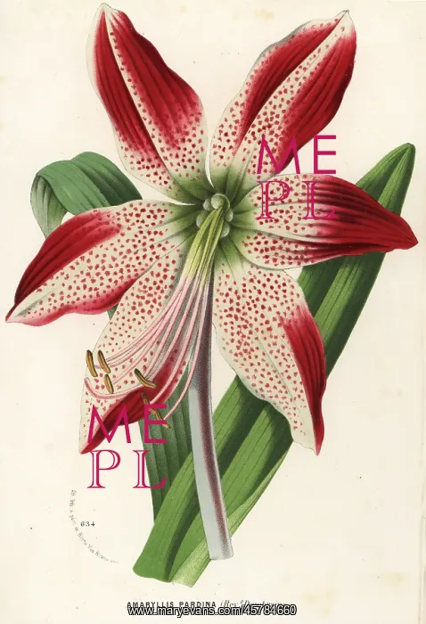 : Hippeastrum pardinum : Hippeastrum pardinum